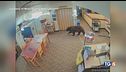 Orso in biblioteca a caccia di snack