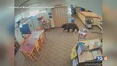 Orso in biblioteca a caccia di snack