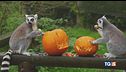 Allo zoo di Londra Halloween è già arrivato