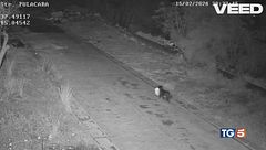 Il "furbetto"a quattro zampe