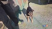 Diego e il suo padrone insieme a tutti i costi