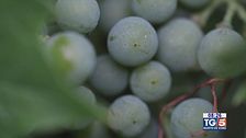 Gusto di Vino: viticoltura sincera e appassionata