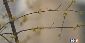 Allergie, ne soffre un italiano su tre