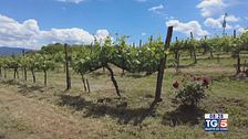 Gusto diVino: lo Chardonnay