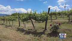 Gusto diVino: lo Chardonnay