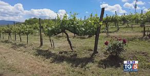 Gusto diVino: lo Chardonnay