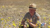 Magica fioritura nella Death Valley