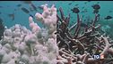 Un terzo delle specie a rischio estinzione