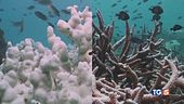 Un terzo delle specie a rischio estinzione