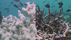 Un terzo delle specie a rischio estinzione