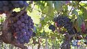 Gusto di Vino: Salice Salentino DOC