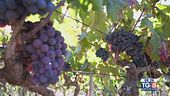 Gusto di Vino: Salice Salentino DOC