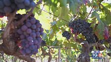 Gusto di Vino: Salice Salentino DOC
