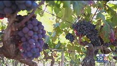 Gusto di Vino: Salice Salentino DOC