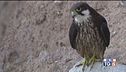 Il Falco della Regina protagonista di un documentario