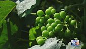 Gusto di Vino: una sperimentazione agronomica