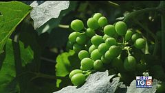 Gusto di Vino: una sperimentazione agronomica