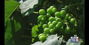 Gusto di Vino: una sperimentazione agronomica