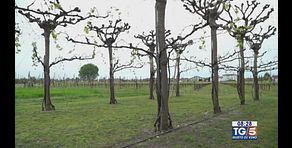 Gusto DiVino: la Bellussera