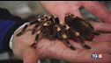 Animali e piante rare, trafficanti di natura