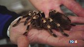 Animali e piante rare, trafficanti di natura