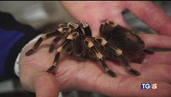 Animali e piante rare, trafficanti di natura