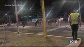 Cavalli scappano a Roma 4 feriti, 2 sono gravi