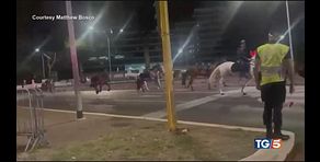 Cavalli scappano a Roma 4 feriti, 2 sono gravi