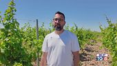 Gusto Di Vino: doc Salice salentino e nel territorio del Negroamaro