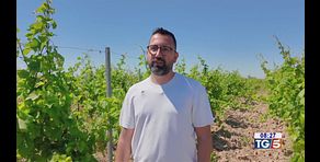 Gusto Di Vino: doc Salice salentino e nel territorio del Negroamaro