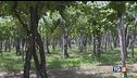 Allarme insetti alieni agricoltura a rischio