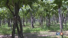 Allarme insetti alieni agricoltura a rischio