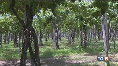 Allarme insetti alieni agricoltura a rischio