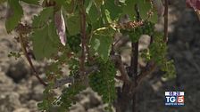 Gusto diVino: le viti nel Parco del Cilento
