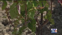 Gusto diVino: le viti nel Parco del Cilento