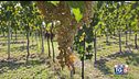 Gusto di Vino: vigneto di Garganega
