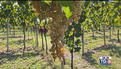 Gusto di Vino: vigneto di Garganega