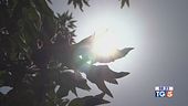 Ancora caldo record 25 città bollino rosso