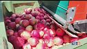 Soffre l'agricoltura Anticipati i raccolti