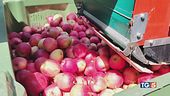Soffre l'agricoltura Anticipati i raccolti