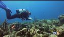 Il mare è bollente alberi salva città