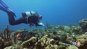 Il mare è bollente alberi salva città