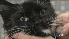 Irresistibili gatti liberi e affettuosi