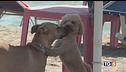 Alle terme con i cani, coccole e complicità