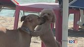 Alle terme con i cani, coccole e complicità