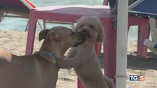 Alle terme con i cani, coccole e complicità