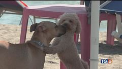 Alle terme con i cani, coccole e complicità