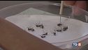 2 morti per West Nile "Ma nessun allarme"