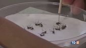 2 morti per West Nile "Ma nessun allarme"