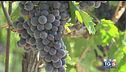 Gusto diVino: Rosso Apiceno Superiore